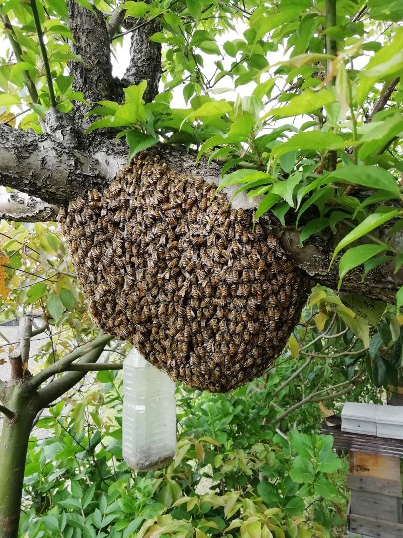 ♥️稀少★限定セット品《幻の天然完熟百花蜜》『日本みつばち自然完熟秋蜜の2瓶』