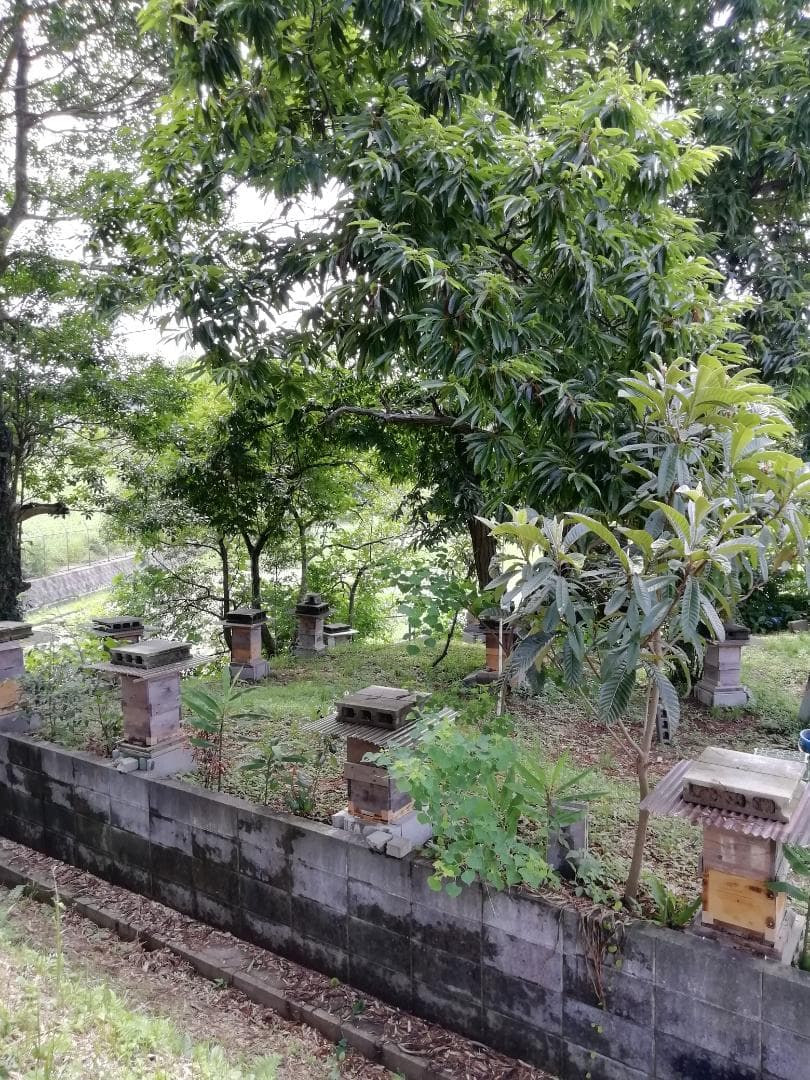 ♥️稀少★限定セット品《幻の天然完熟百花蜜》『日本みつばち自然完熟秋蜜の2瓶』