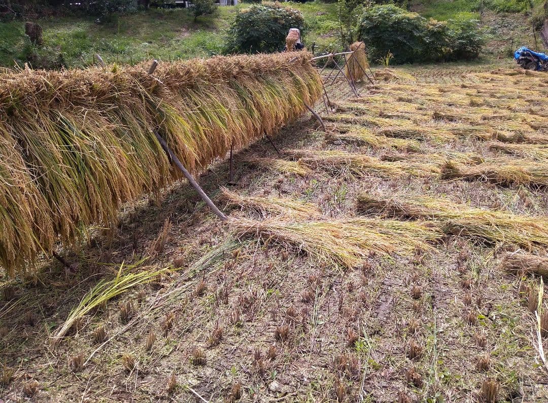キヨニシキ　玄米１０ｋｇ　令和７年産　天日干し　化学肥料農薬不使用