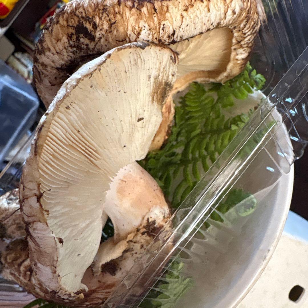 【訳あり】松茸　250g 信州長野県産