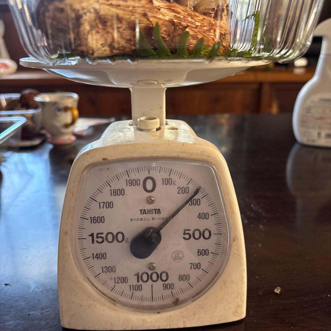 【訳あり】松茸　250g 信州長野県産