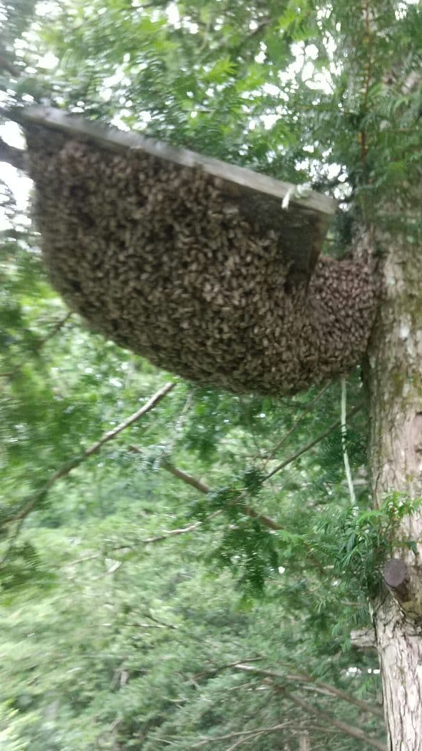 日本蜜蜂 ハチミツ 1160g 八ヶ岳西麓標高1250m