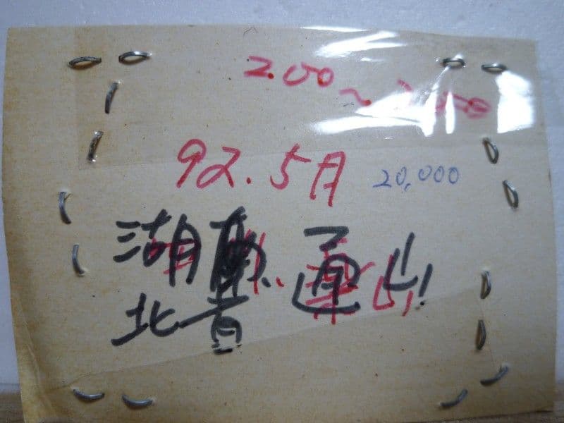 オオコブカブリモドキ/C.ignillus/湖北省.通山産/40.8mm