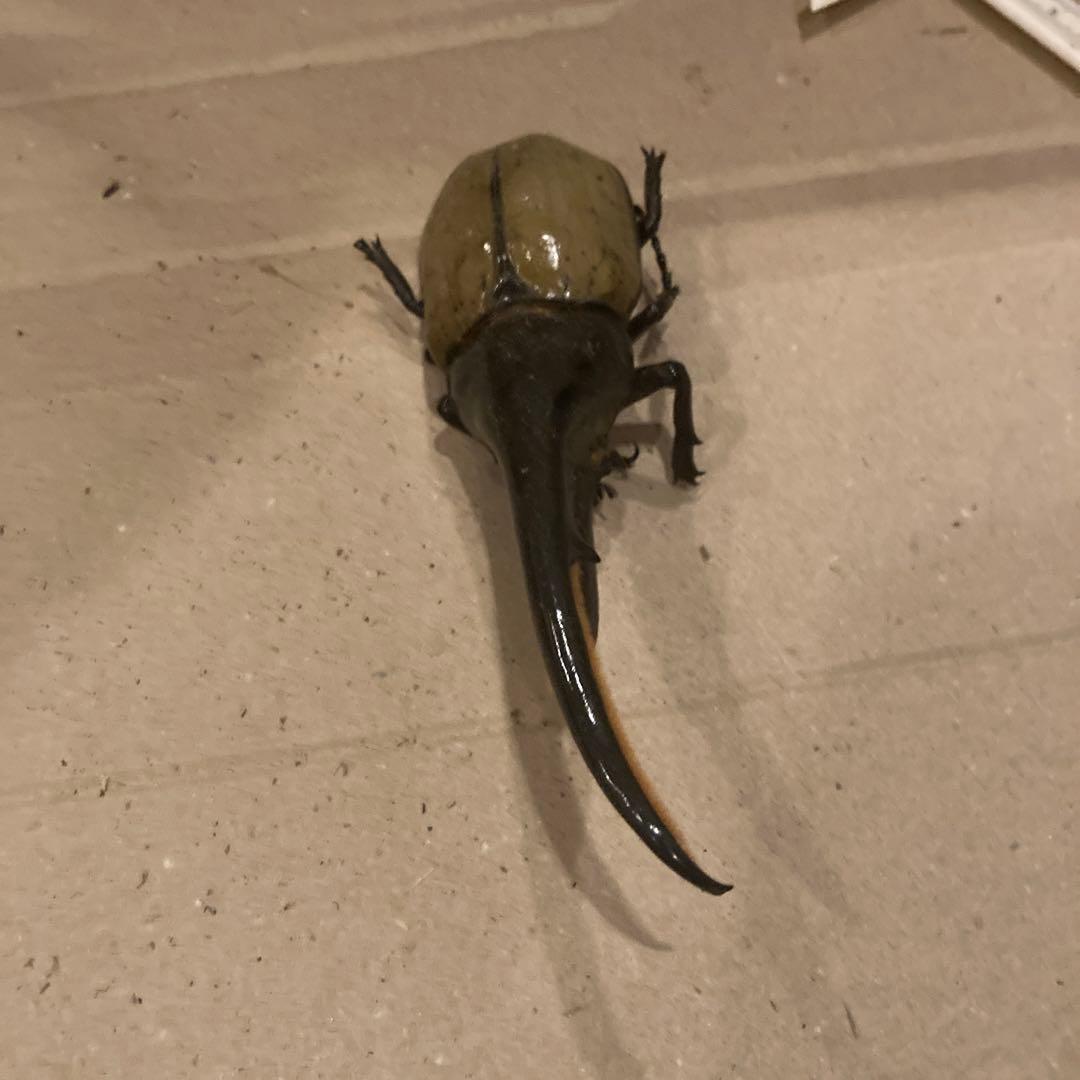 ☆4.乾燥標本ヘラクレスオス163㍉