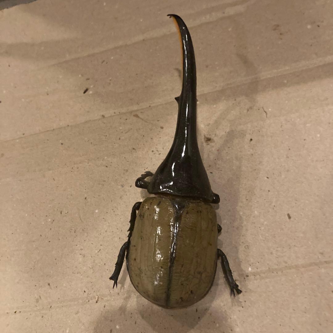 ☆4.乾燥標本ヘラクレスオス163㍉