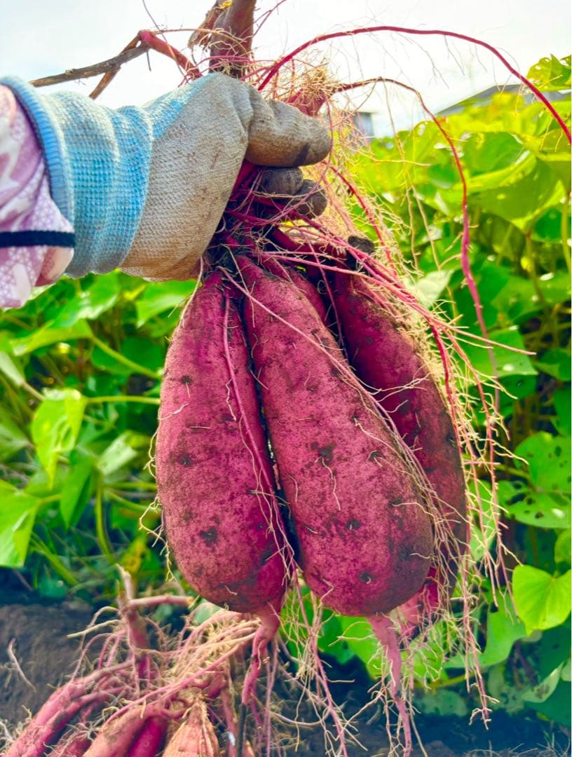 熊本県産さつまいも 紅はるか 自然栽培 20kg