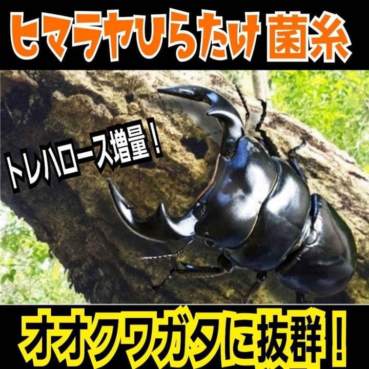 極上！ヒマラヤひらたけ菌糸ブロック【5個】トレハロース強化配合！オオクワに抜群！