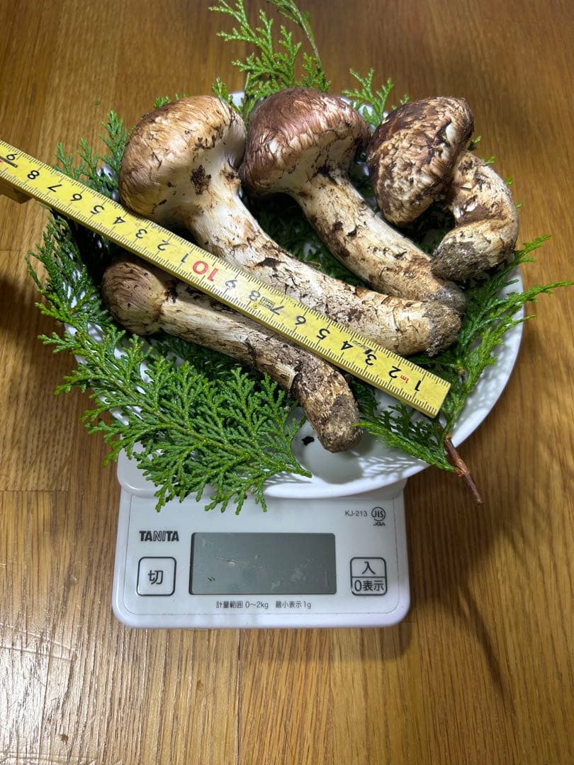 岩手県産松茸 220ｇ 今日の採れたて午後の15時に採りました！