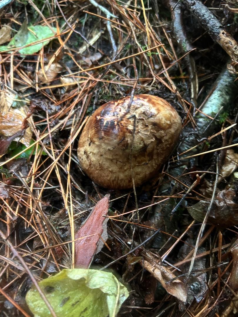 岩手県産松茸 220ｇ 今日の採れたて午後の15時に採りました！