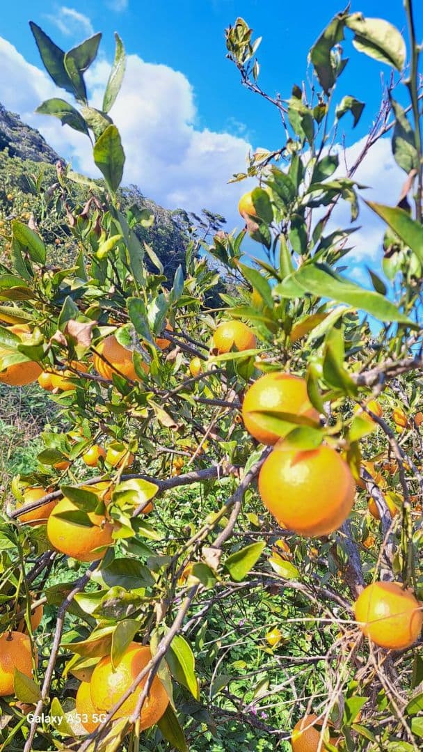 徳之島産 たんかん 10キロ 家庭用