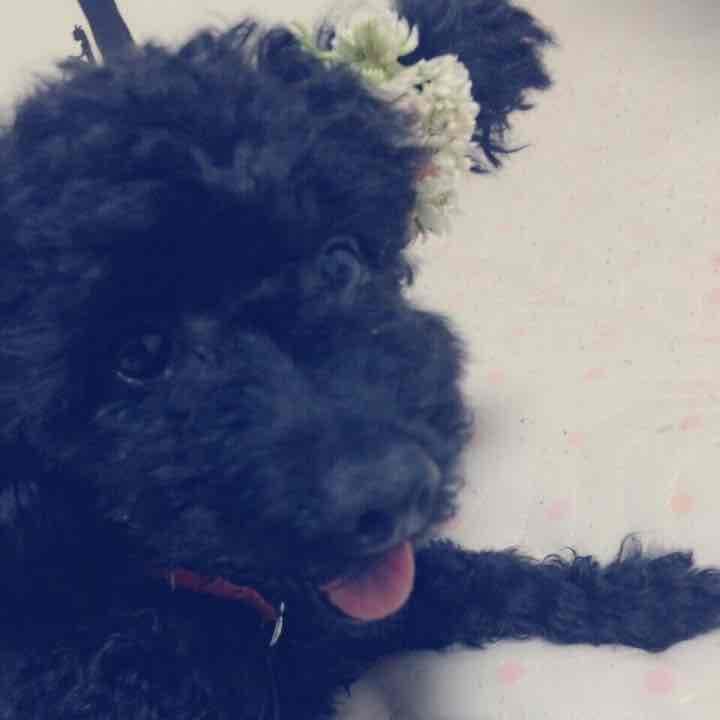 ジュニアさま確認用 . ※商品ではないです