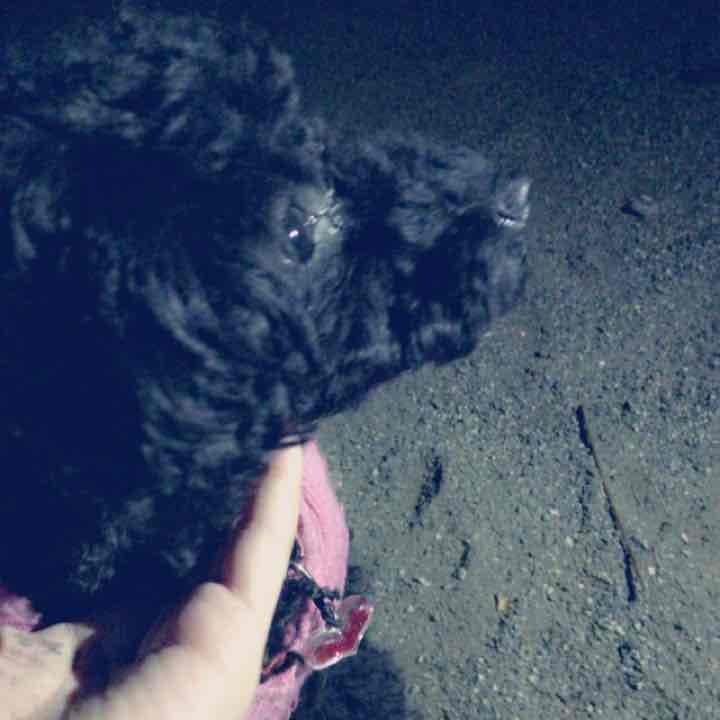 ジュニアさま確認用 . ※商品ではないです