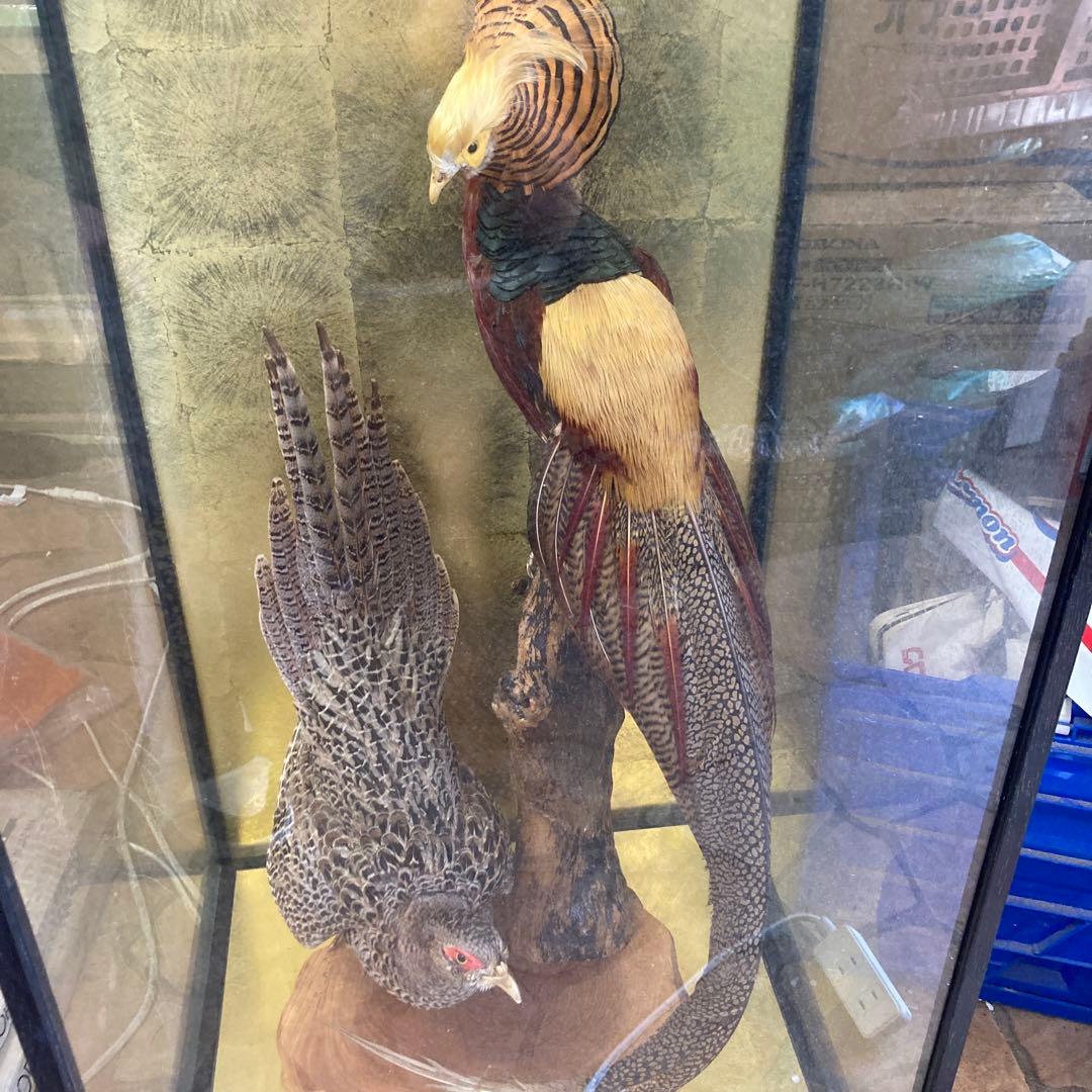 木製標本 錦鶏高麗鶏 二羽