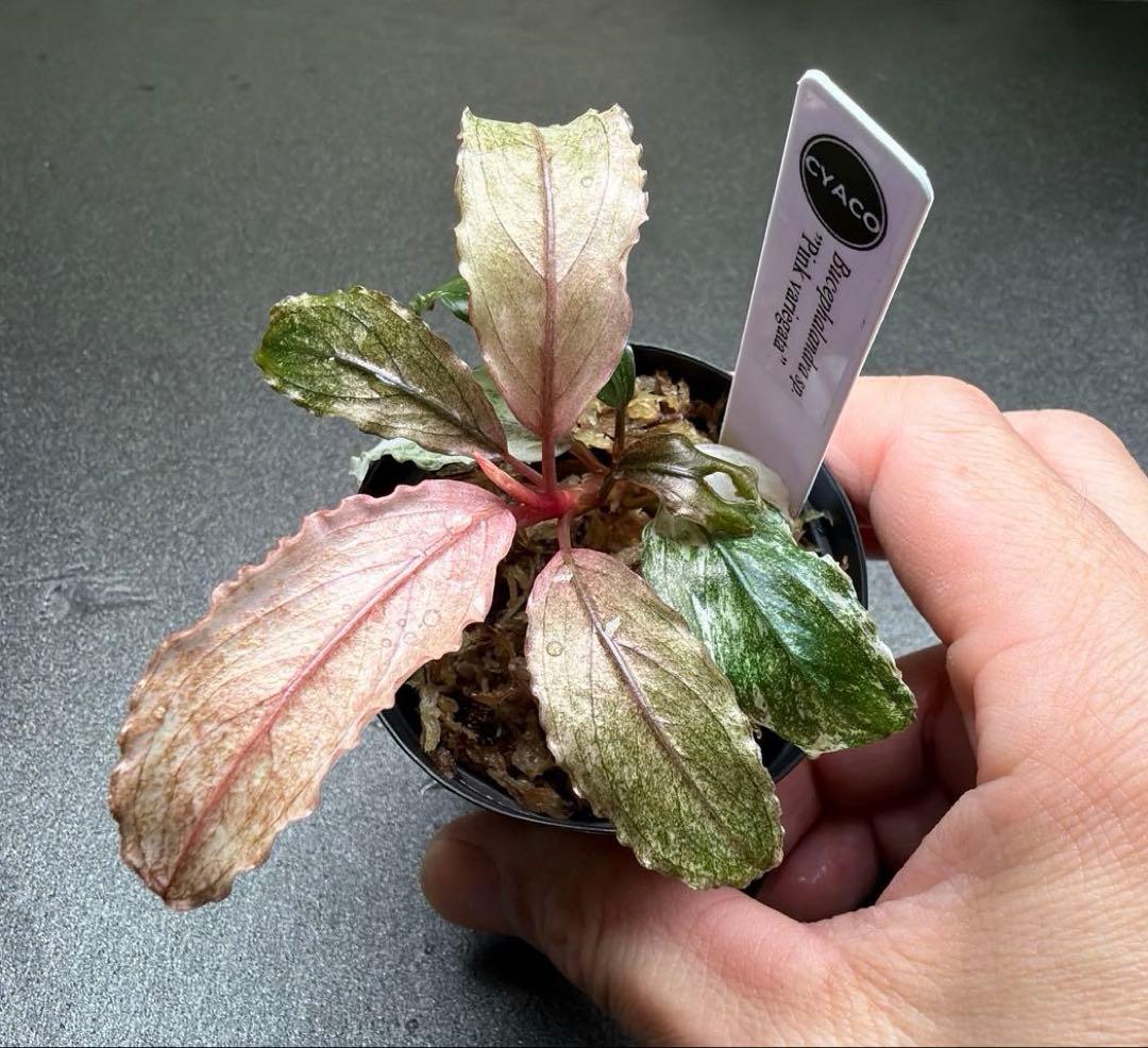 Bucephalandra sp.PinkVariegata ピンクバリエガータ