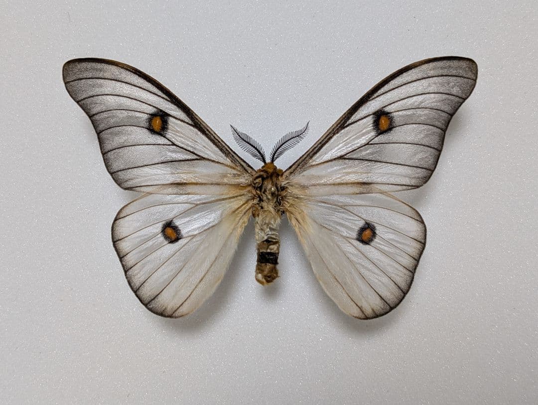 アポロヤママユ、アフリカオオイボタガ　セット