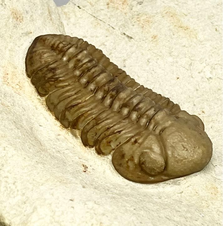 三葉虫　化石　Kainops