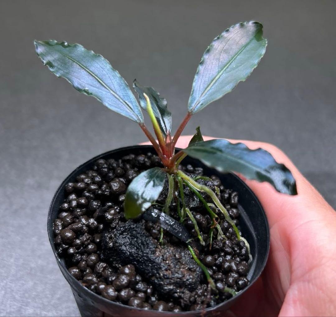 Bucephalandra sp.Deep Purple 【AZ1011-XX】