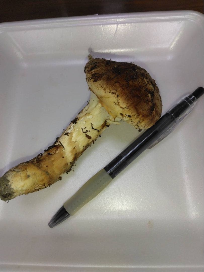 ビッグマミー(*´꒳`*) 　10月16日夕採れ 岩手県産　松茸