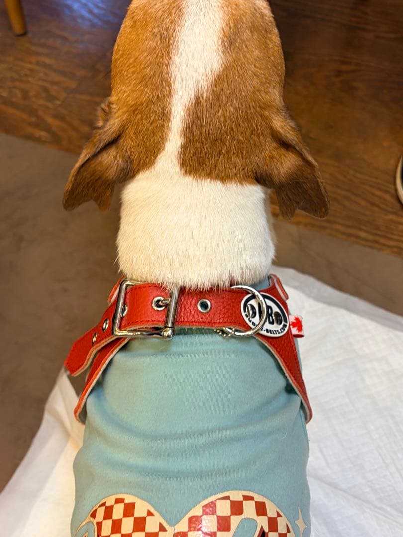 【Buddy Belts】⭐️バディベルト ハーネス 6号 レッド 本革 カナダ製