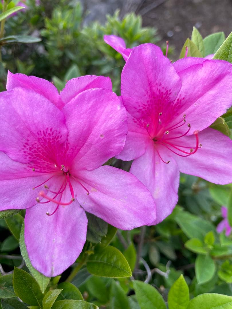 ママりん　金テープ9kg3ケース、2個小袋入り1個180束入り