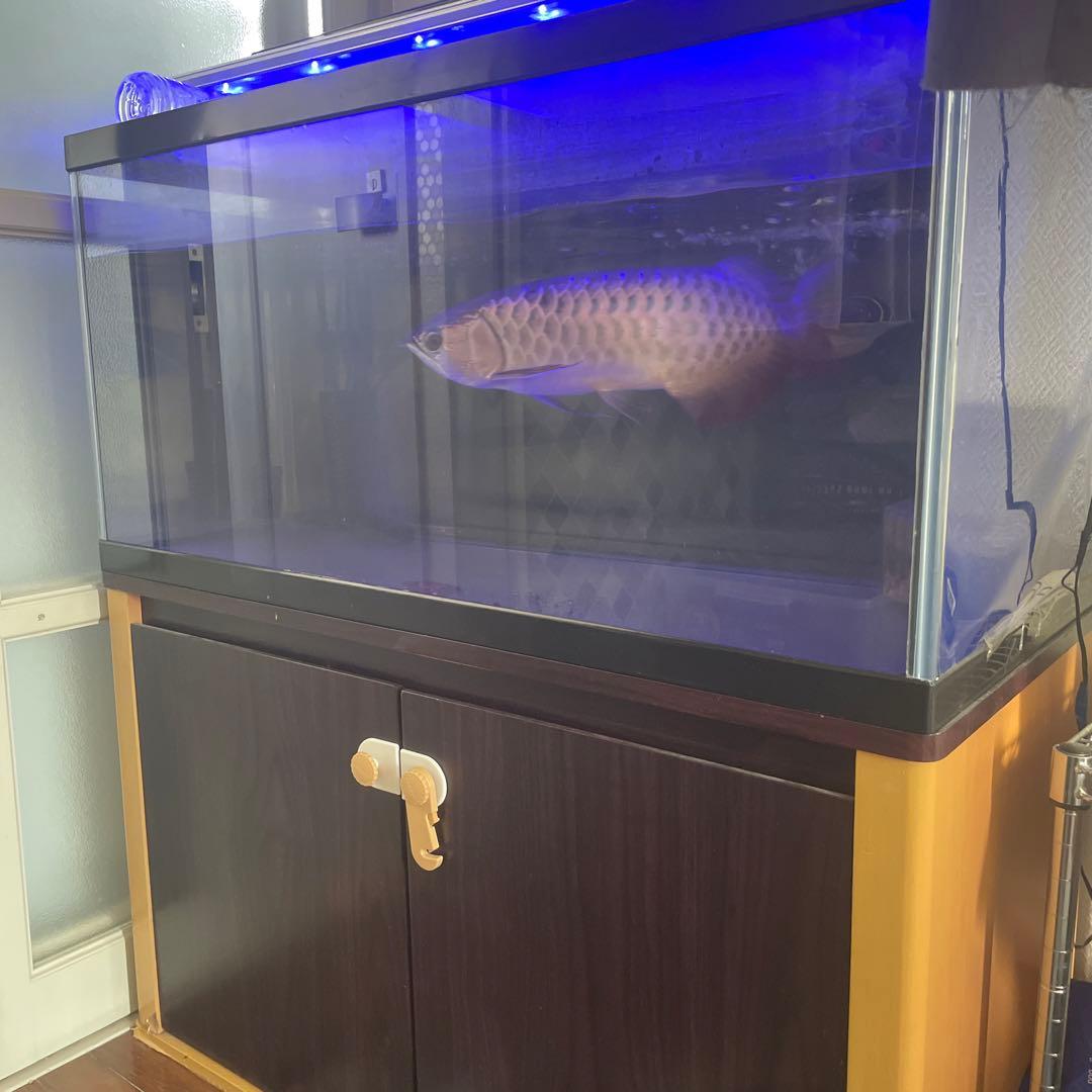 アクリル水槽 大型 LEDライト付き