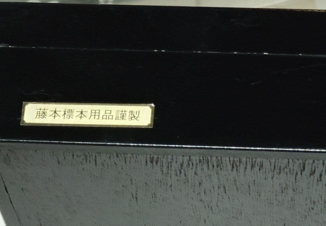 藤本標本本用品製 標本箱