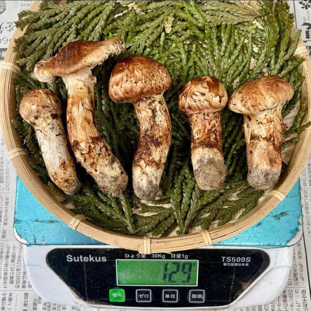 天然きのこ 松茸 国産 良品‼️ マツタケ まつたけ 大自然の凛さん採取その201