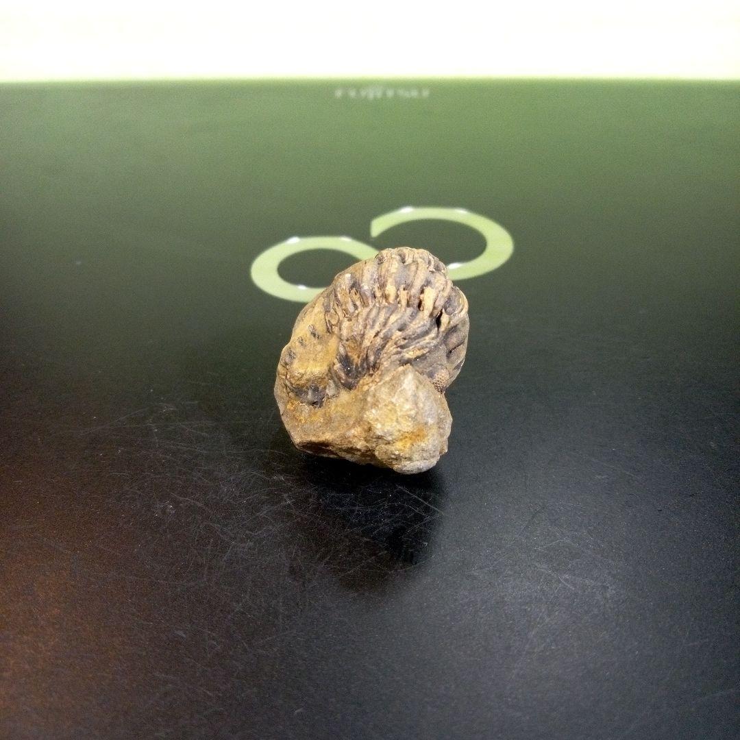 三葉虫　化石　fossil　ボリビア産　トライロバイト　三葉虫個体⑦