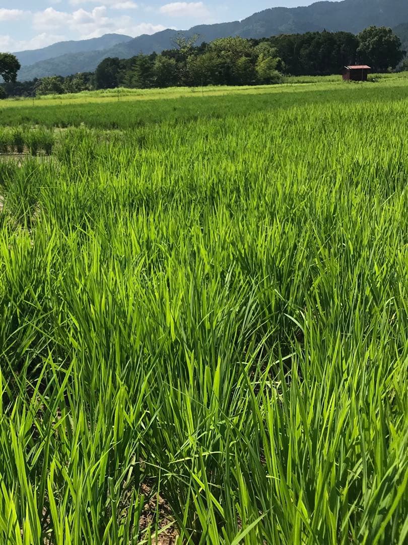 Natural farming自然栽培玄 モンテッソーリー教育 腸脳相関 安保徹