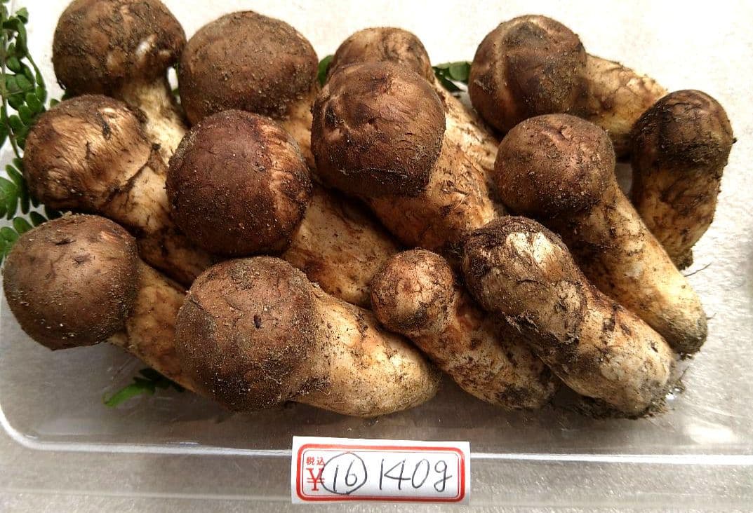 南信州産松茸約140g（パック込み）