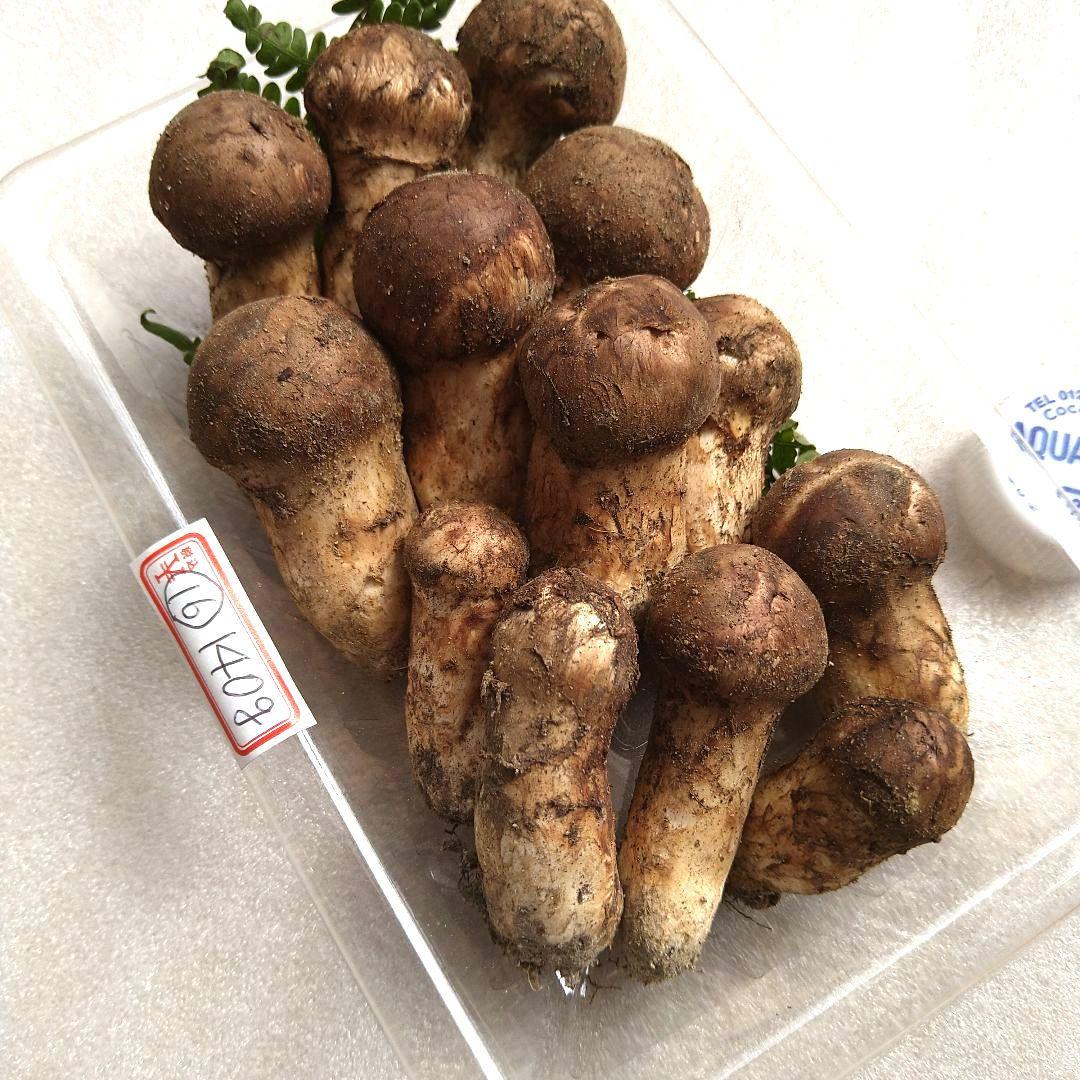 南信州産松茸約140g（パック込み）