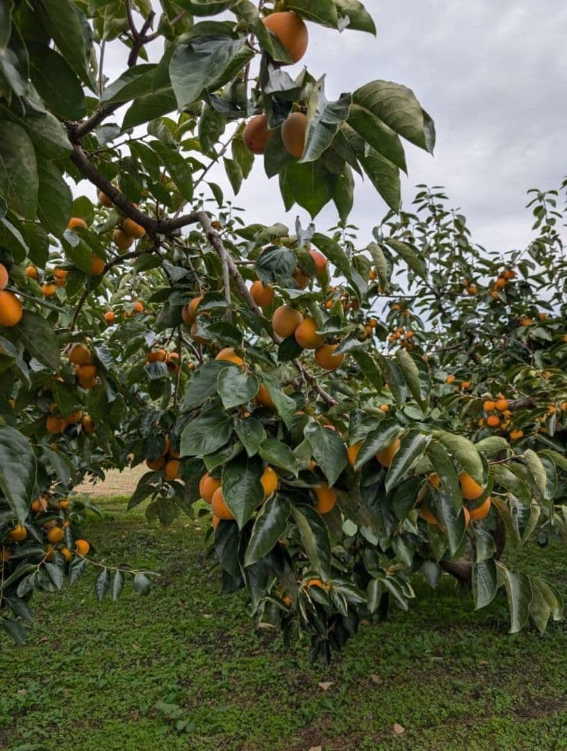 ⑲ 小玉 市田柿 ３kg Lサイズ 長野県産 農家直送 干し柿 固め