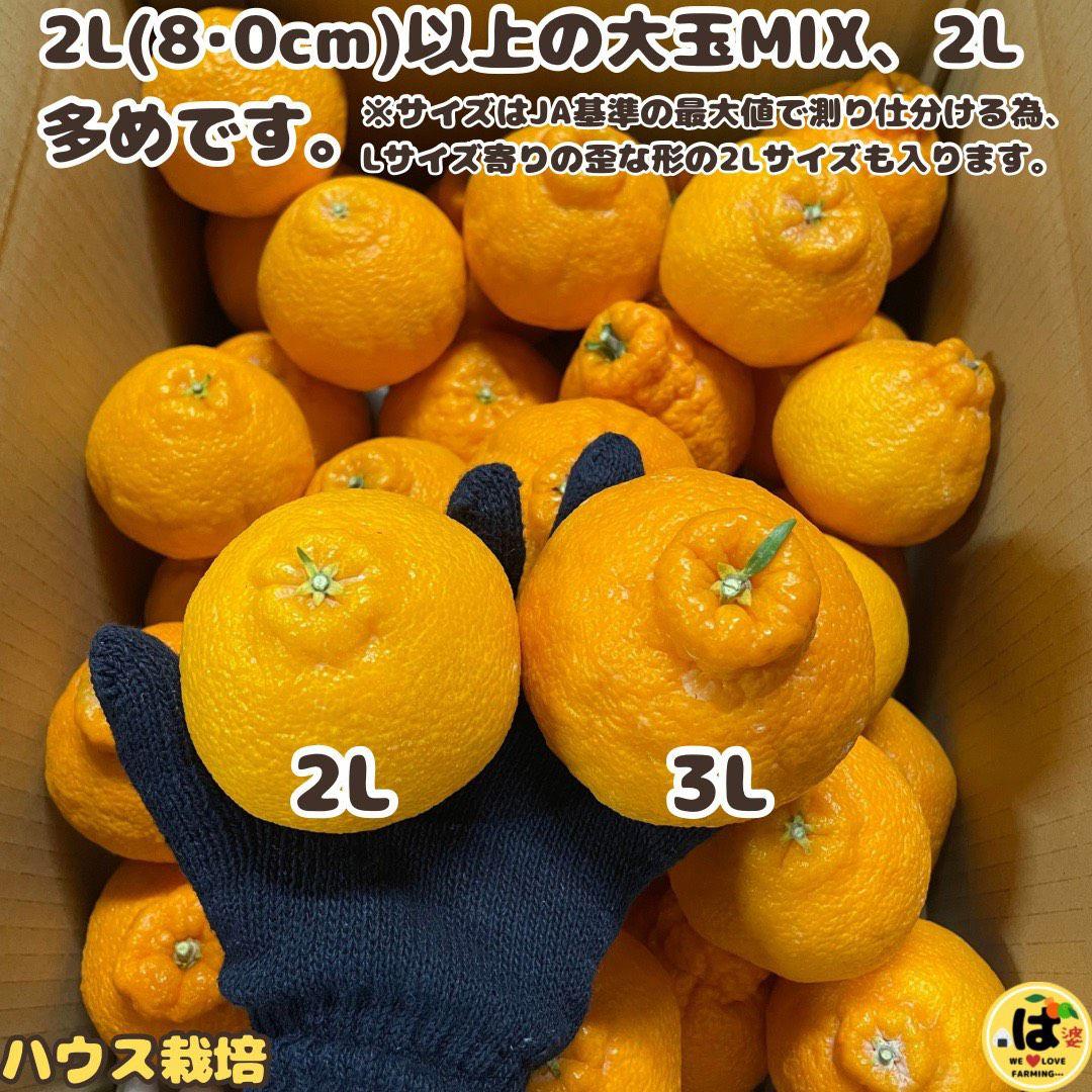 ※確認用　大玉MIX箱込み9.5kg以上【ハウス栽培　不知火　デコポン　肥の豊】