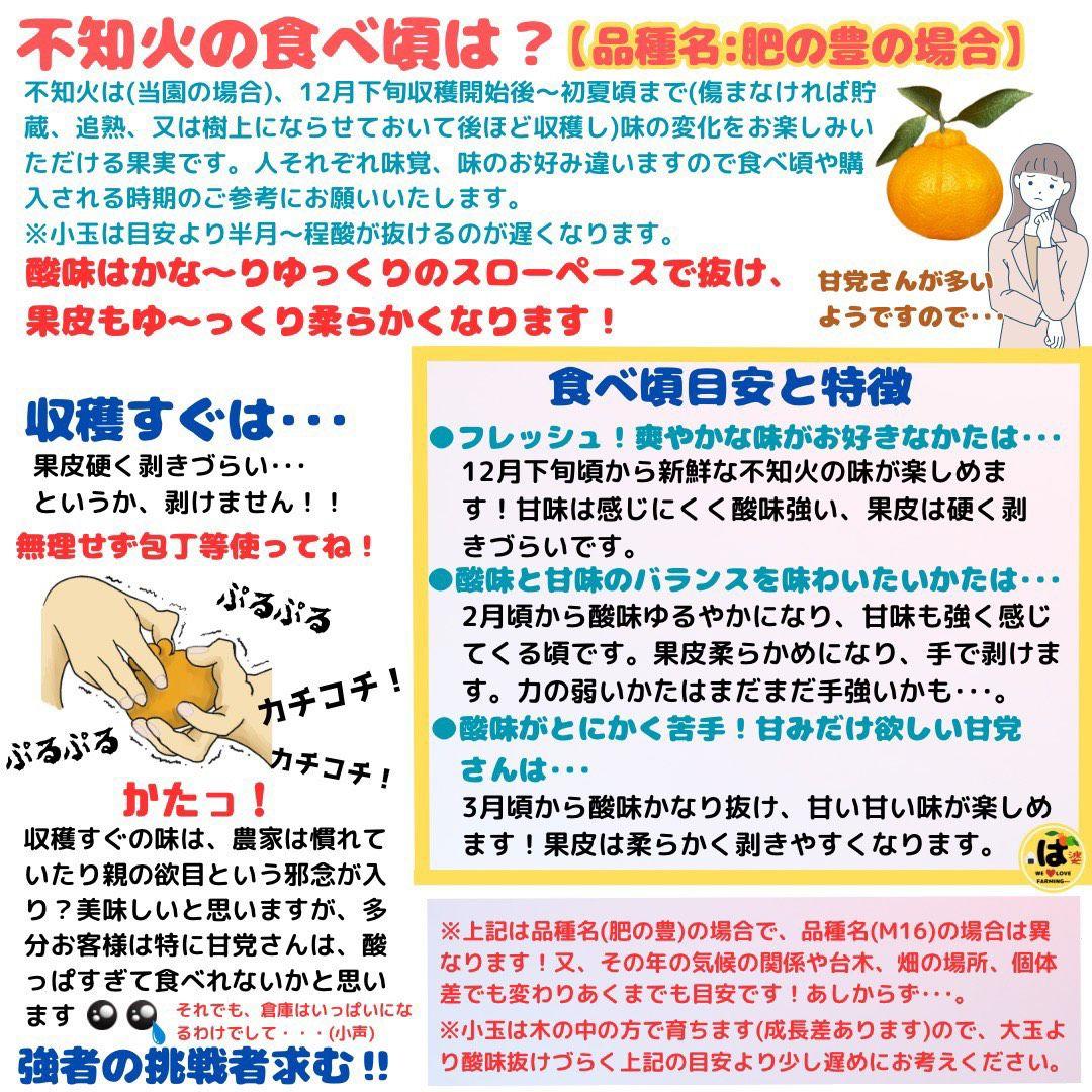 ※確認用　大玉MIX箱込み9.5kg以上【ハウス栽培　不知火　デコポン　肥の豊】