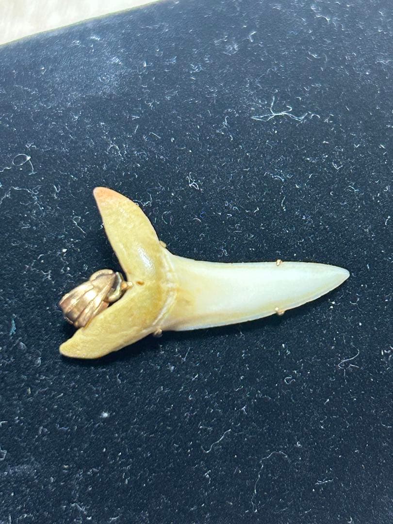 K18天然素材の歯ペンダント ゴールド装飾