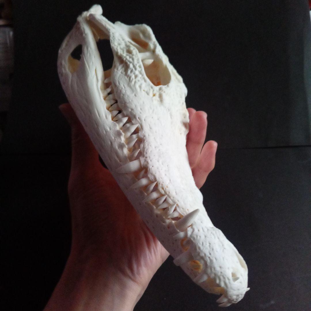 骨格　頭骨　ワニ　スカル　クロコダイル　美麗