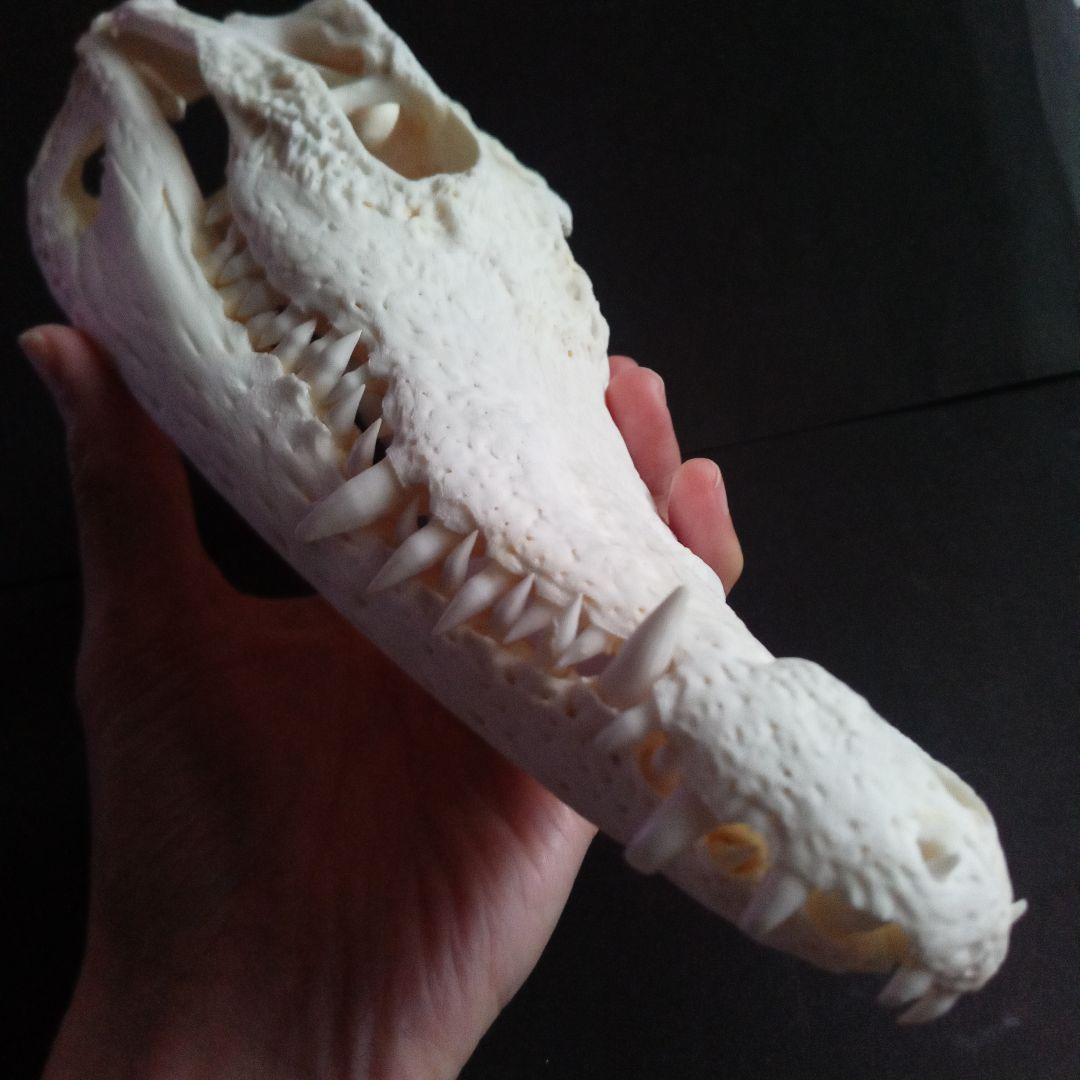 骨格　頭骨　ワニ　スカル　クロコダイル　美麗