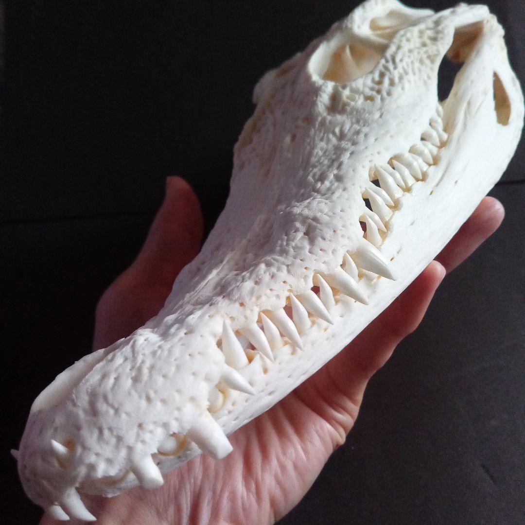 骨格　頭骨　ワニ　スカル　クロコダイル　美麗