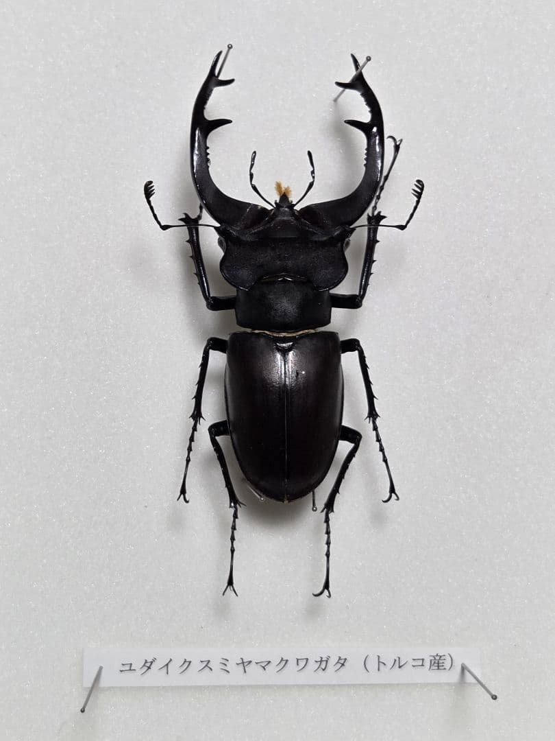 ユダイクスミヤマクワガタ (トルコ産) 標本