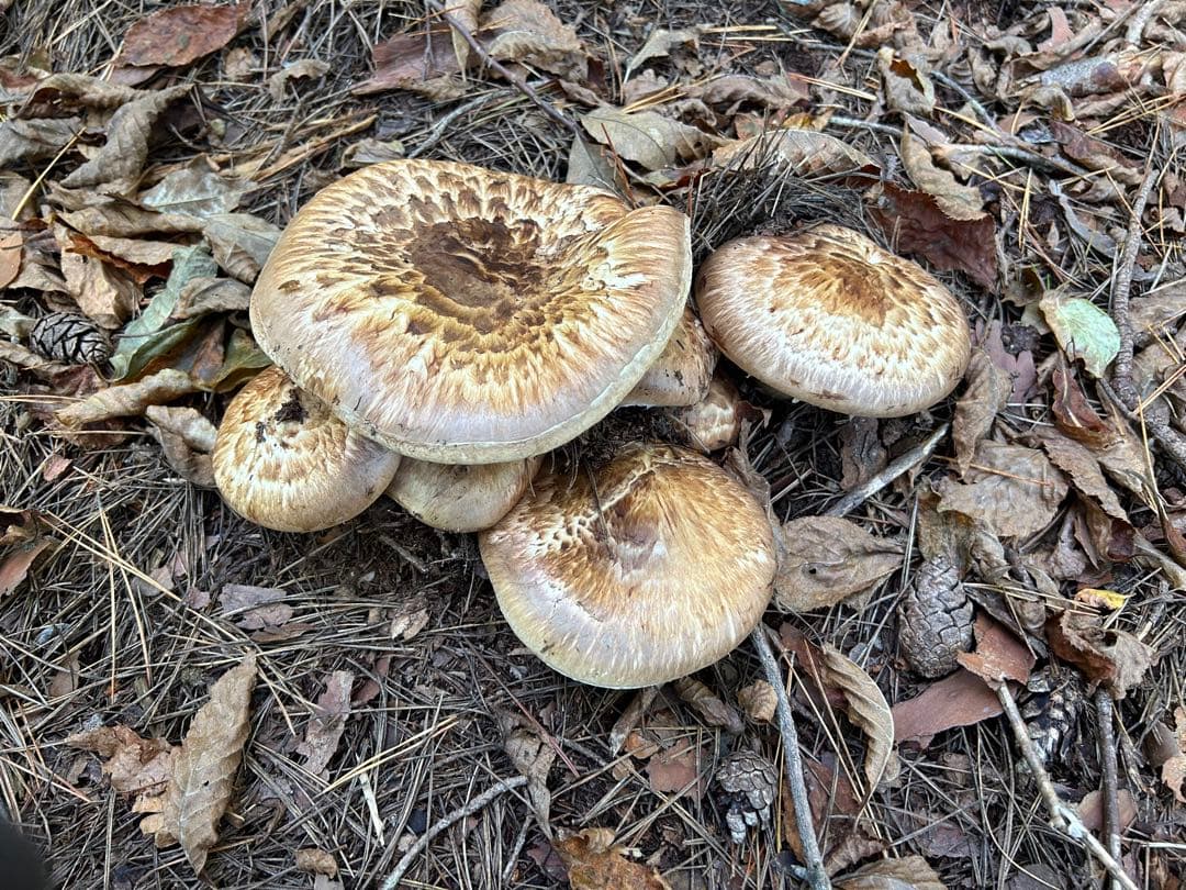 ☆信州産松茸☆開きの香り高い冷凍松茸約275グラム☆訳あり品☆国産松茸☆M☆