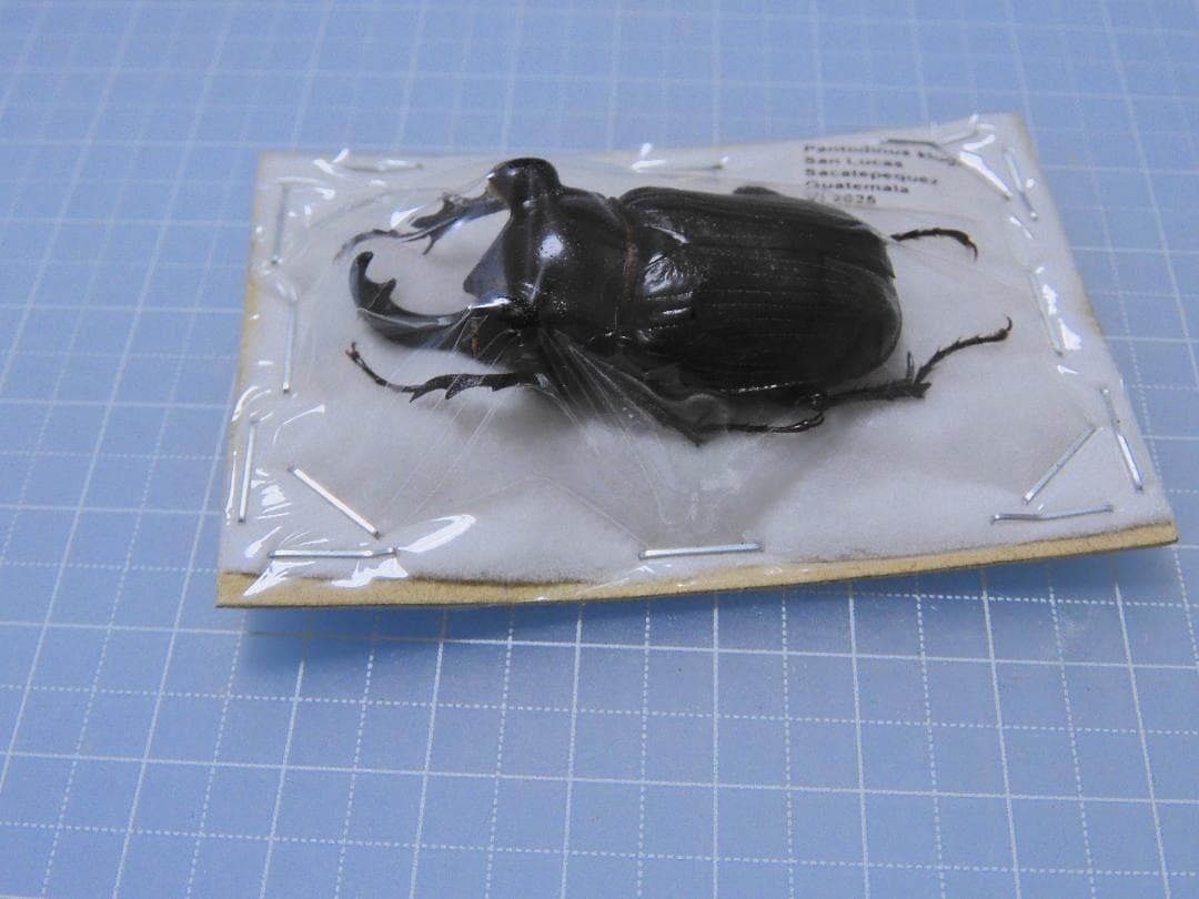 標本 Guatemala Pantodinus klugi 42mm