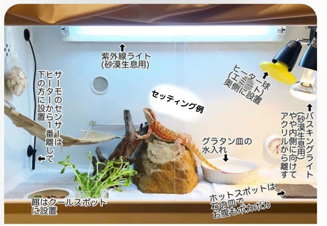 フトアゴ飼育セット