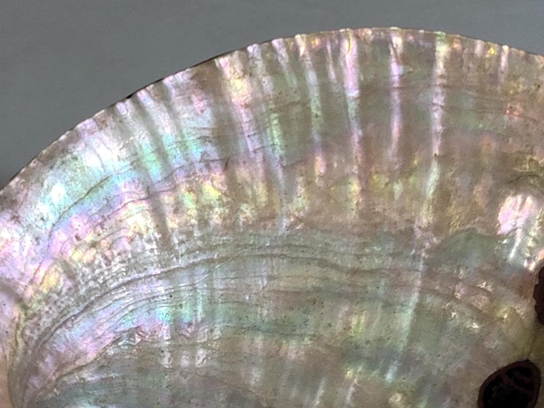 鮑 漆沈刻 花草紋 盃 提げ物 根付 時代物 DT611