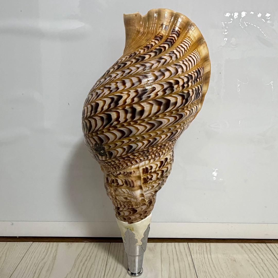 値下げしました！ 特大法螺貝‼️ ほら貝 ホラガイ 41cm