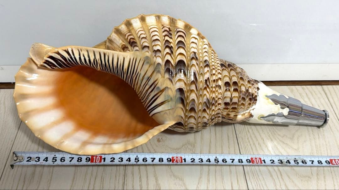 値下げしました！ 特大法螺貝‼️ ほら貝 ホラガイ 41cm