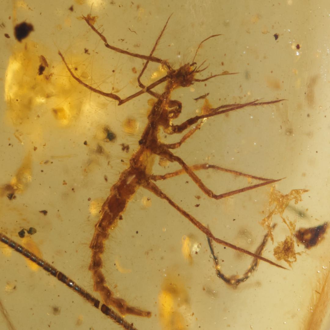 レア極上品 PA0006虫入り琥珀化石　ミャンマーカムティかタナイ9900万年前