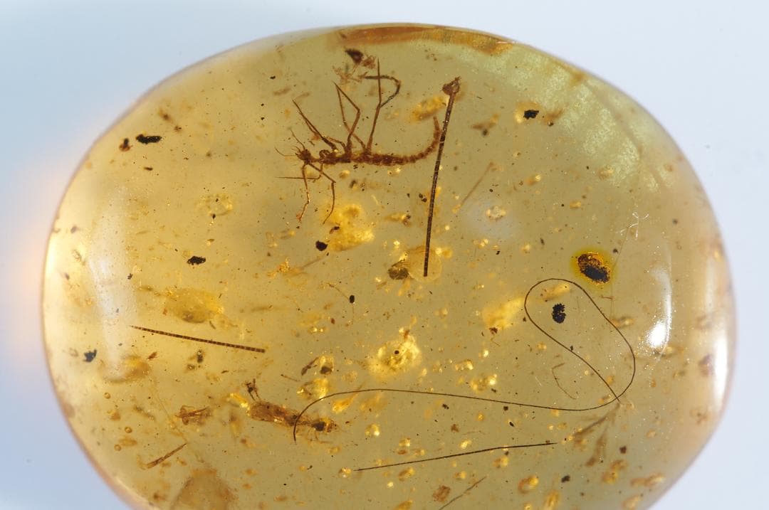 レア極上品 PA0006虫入り琥珀化石　ミャンマーカムティかタナイ9900万年前