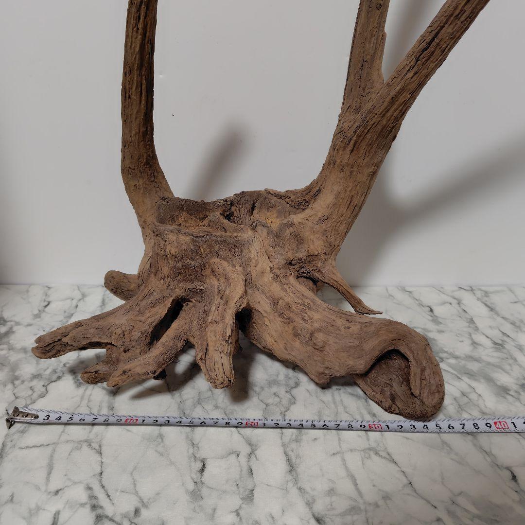 アク抜き済み流木【１】