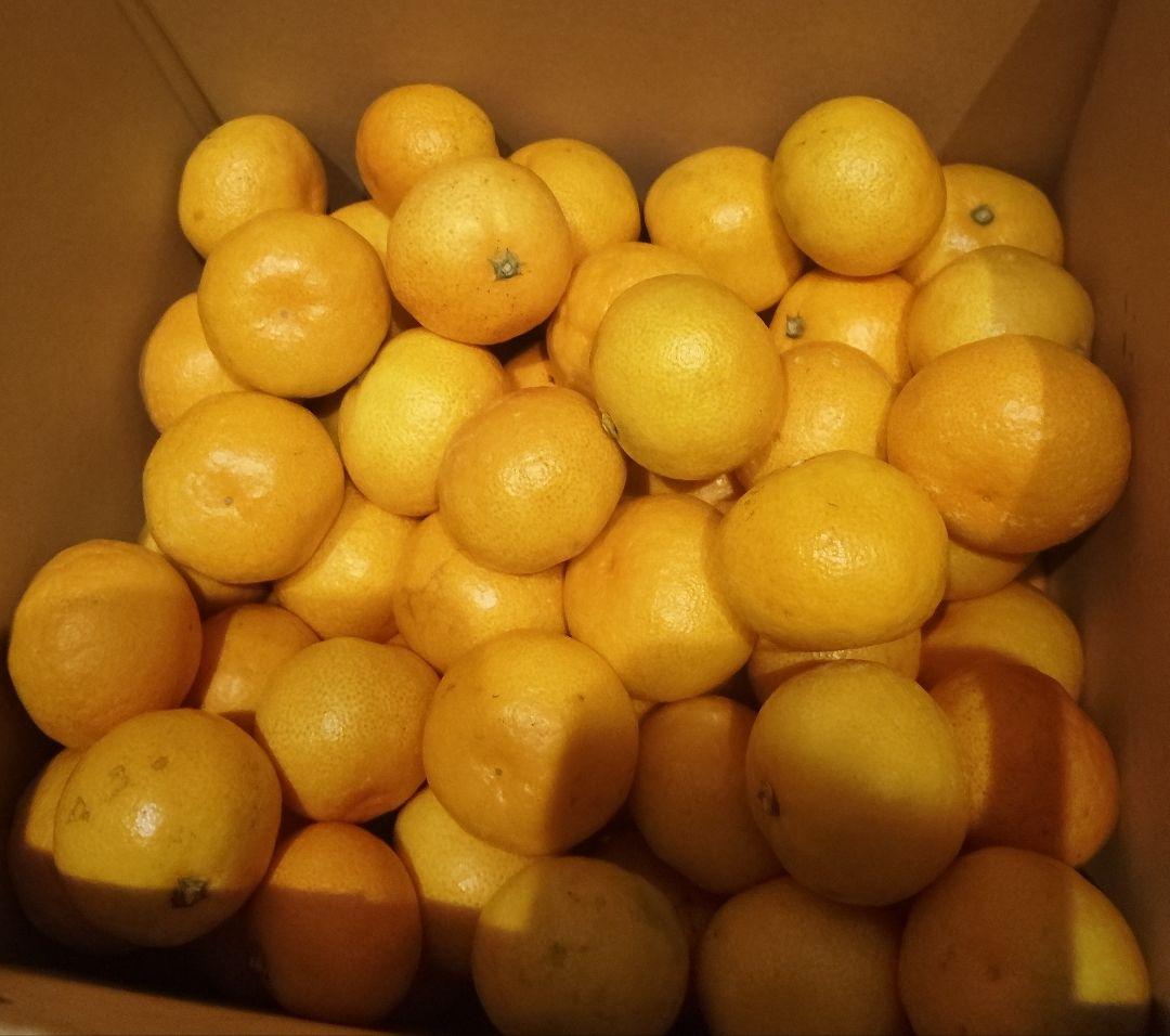 かいかい和歌山県有田産　由良みかん10kg+15kg