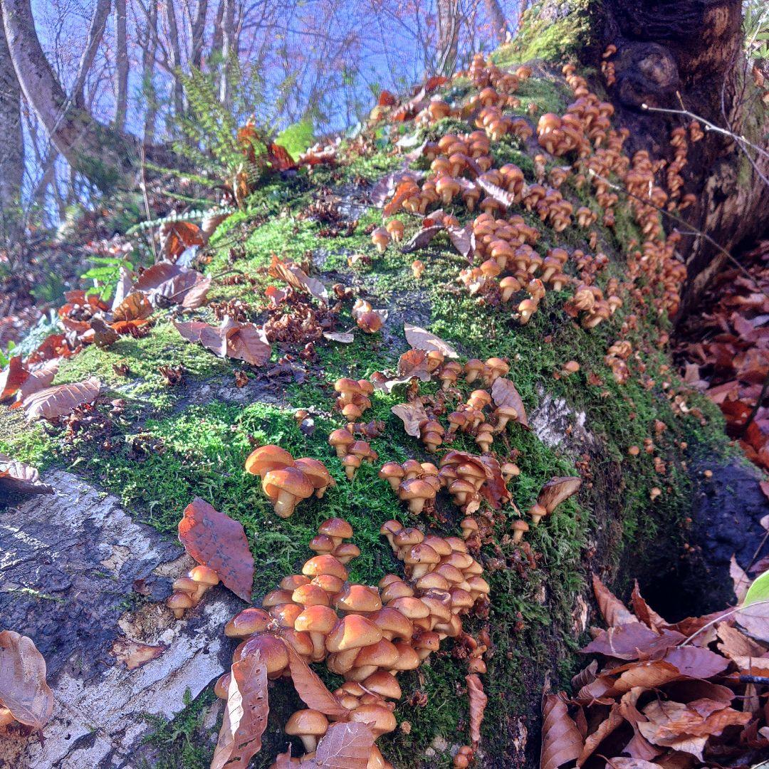天然なめこ 青森県産 鮮度袋入り3キロ